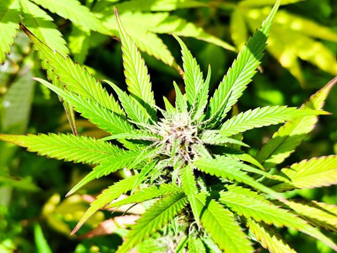 Greenhouse Summer Outdoor Grow 2026. Week 20