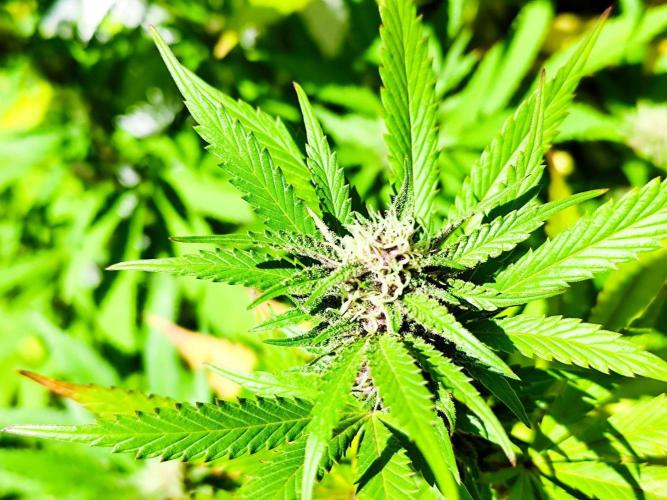 Greenhouse Summer Outdoor Grow 2026. Week 20