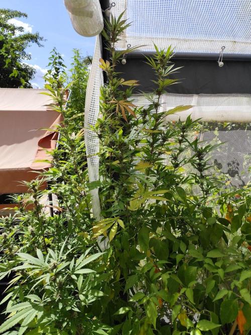 Greenhouse Summer Outdoor Grow 2026. Week 20 - Blueberry