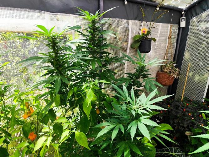 Greenhouse Summer Outdoor Grow 2026. Week 20 - Runtz