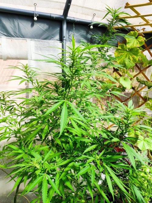 Greenhouse Summer Outdoor Grow 2026. Week 20 - Super Lemon Haze