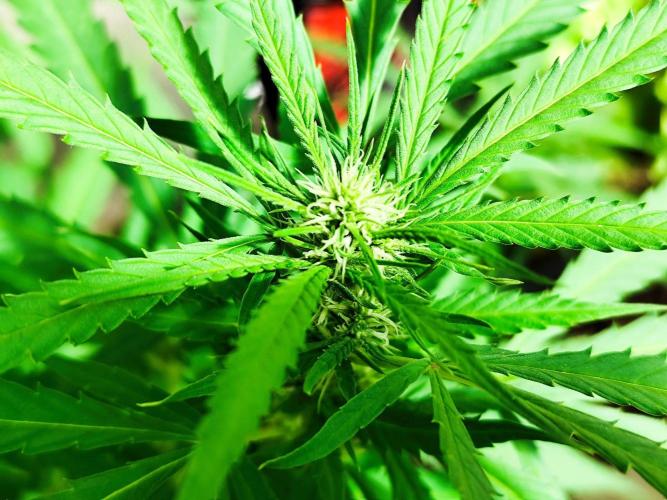 Greenhouse Summer Outdoor Grow 2026. Week 20