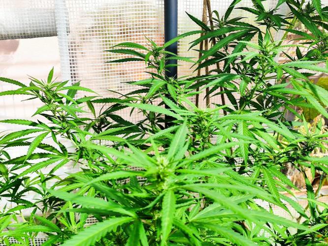 Greenhouse Summer Outdoor Grow 2026. Week 20