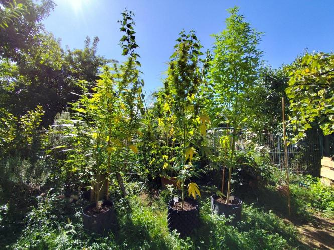 Greenhouse Summer Outdoor Grow 2026. Week 20 - Die drei Grazien