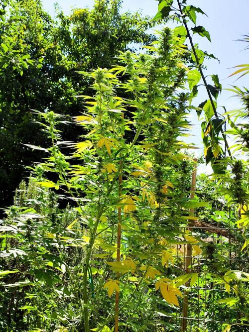 Greenhouse Summer Outdoor Grow 2026. Week 20 - Mimosa x Orange Punch