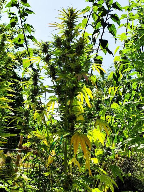 Greenhouse Summer Outdoor Grow 2026. Week 20 - Purple Lemonade FF