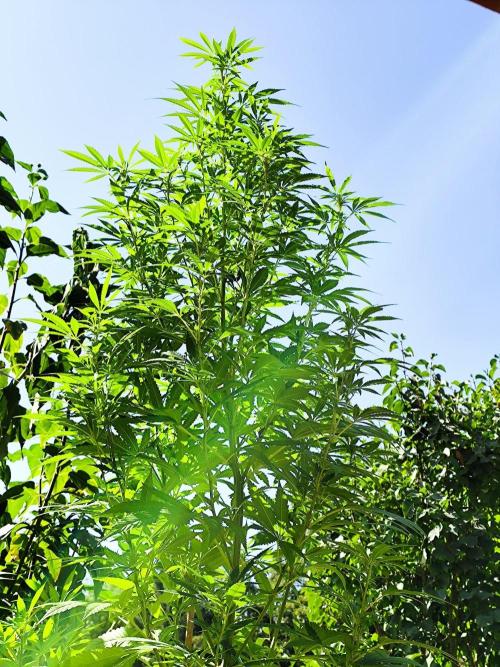 Greenhouse Summer Outdoor Grow 2026. Week 20 - Chocolat Sherbet