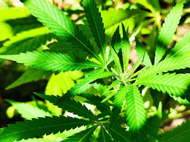 Greenhouse Summer Outdoor Grow 2026. Week 20