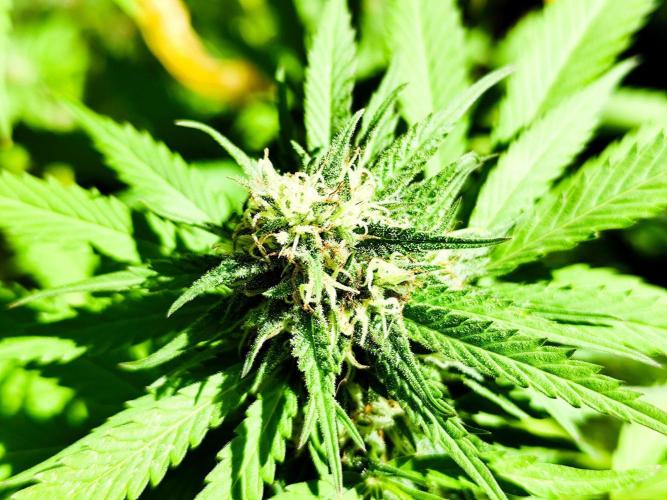 Greenhouse Summer Outdoor Grow 2026. Week 20