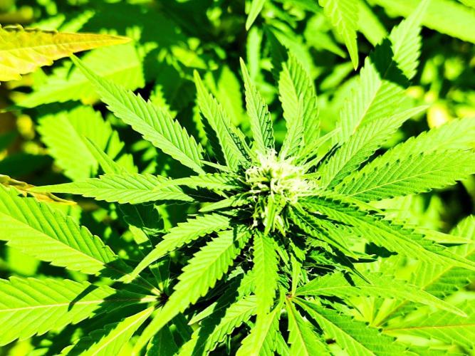 Greenhouse Summer Outdoor Grow 2026. Week 20