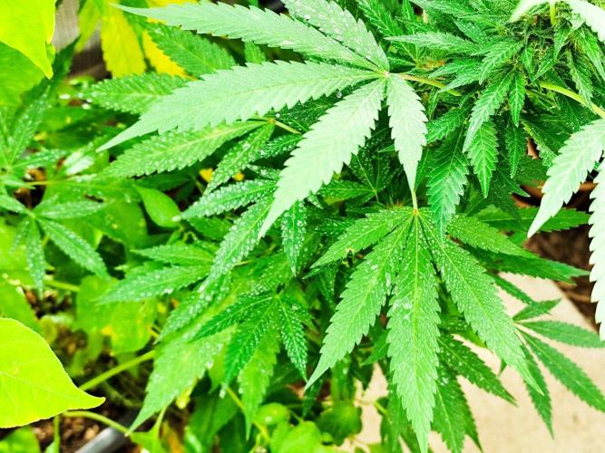 Greenhouse Summer Outdoor Grow 2026. Week 20 - Runtz