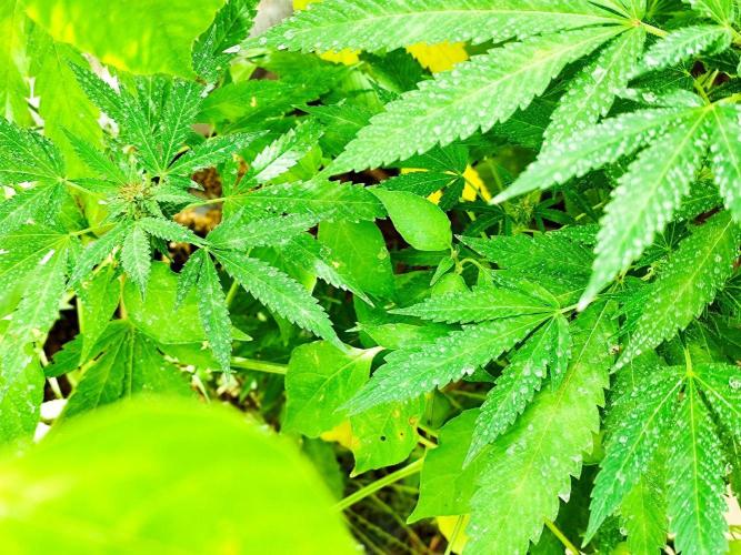 Greenhouse Summer Outdoor Grow 2026. Week 20