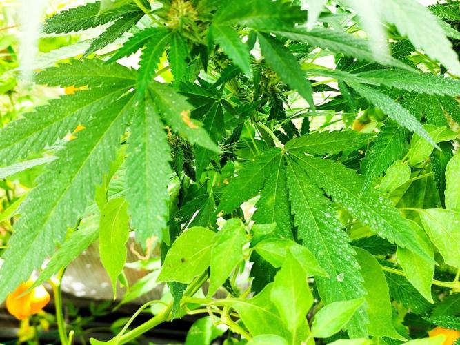 Greenhouse Summer Outdoor Grow 2026. Week 20
