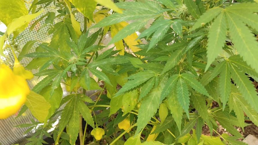 Greenhouse Summer Outdoor Grow 2026