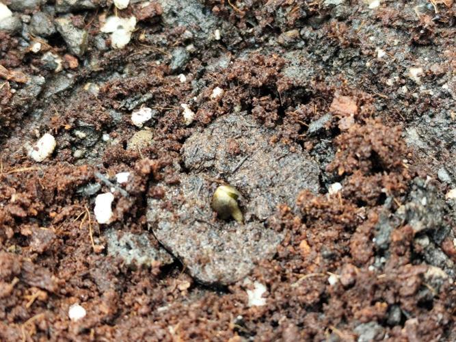Schlittenfahren auf Hawaii 🛷​. Week 0 - Tag 7