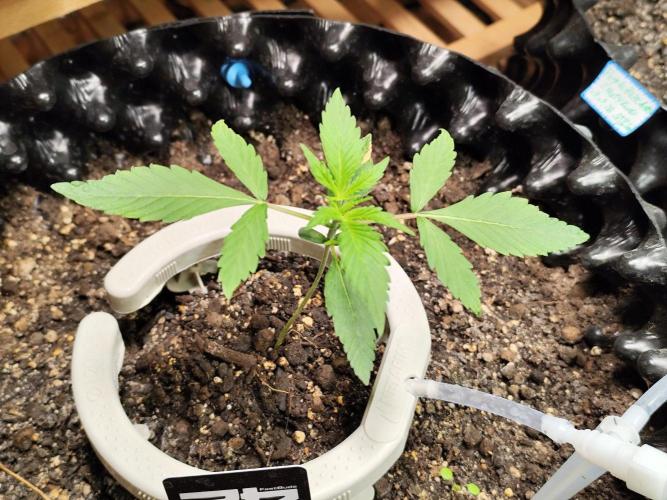 Guava Sundae Automatic Von 2Fast4Buds. Week 3 - Tag 22