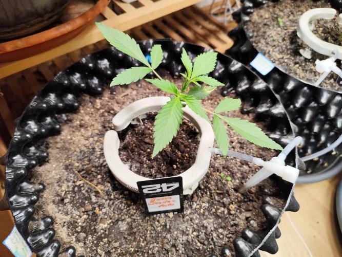 Guava Sundae Automatic Von 2Fast4Buds. Week 3 - Tag 24