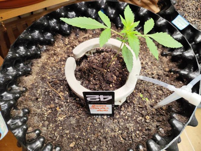 Guava Sundae Automatic Von 2Fast4Buds. Week 3