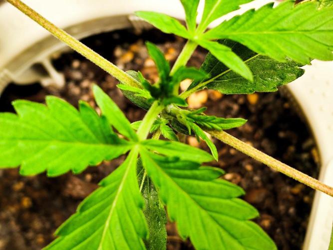 Guava Sundae Automatic Von 2Fast4Buds. Week 3