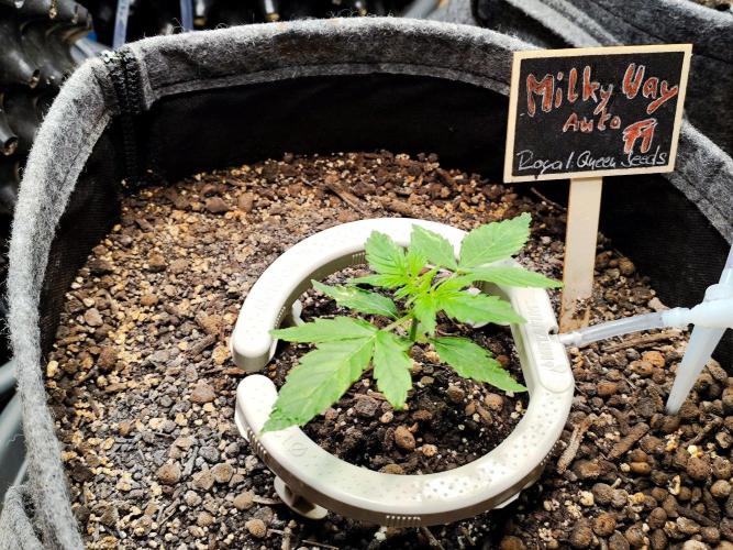 Schokoladendampf 🍫💨​. Week 3 - Tag 22