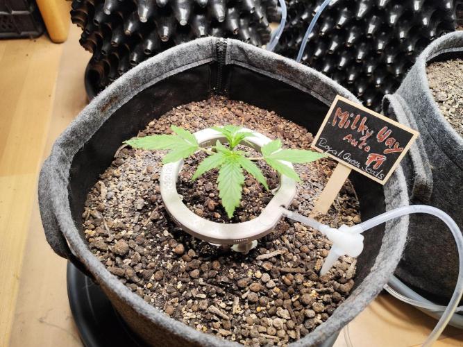 Schokoladendampf 🍫💨​. Week 3 - Tag 23