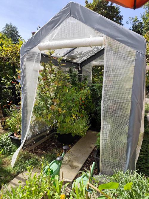 Greenhouse Summer Outdoor Grow 2026. Week 21 - Tag 150
