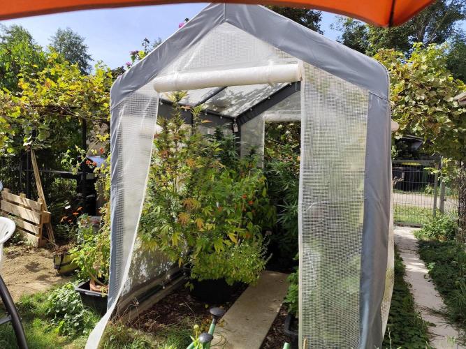 Greenhouse Summer Outdoor Grow 2026. Week 21