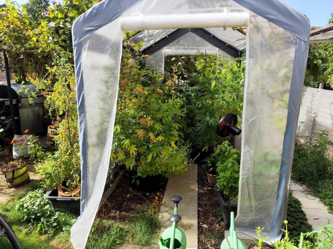 Greenhouse Summer Outdoor Grow 2026. Week 21