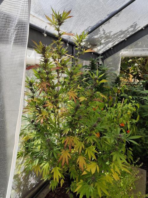 Greenhouse Summer Outdoor Grow 2026. Week 21 - Blueberry