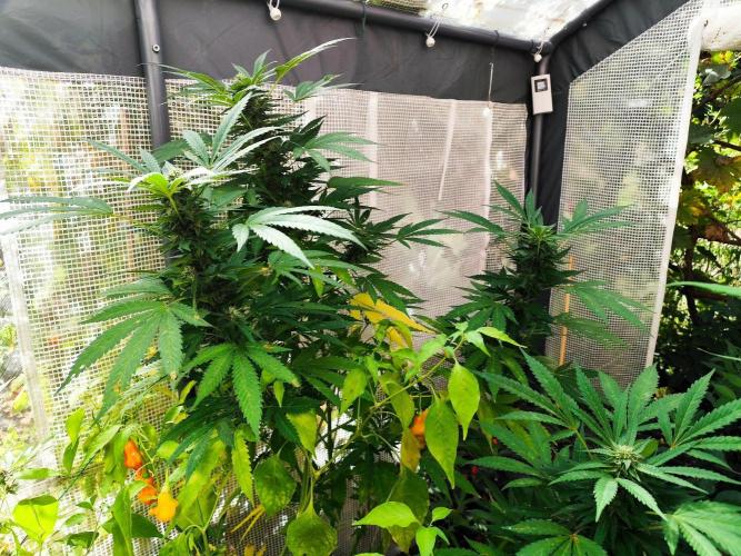 Greenhouse Summer Outdoor Grow 2026. Week 21 - Runtz