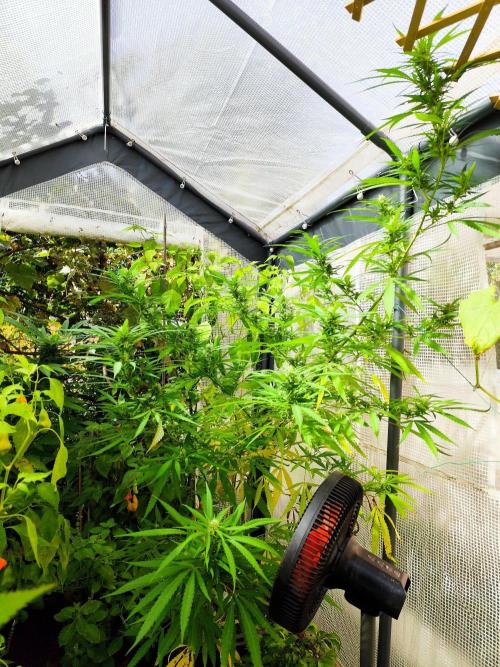 Greenhouse Summer Outdoor Grow 2026. Week 21 - Super Lemon Haze