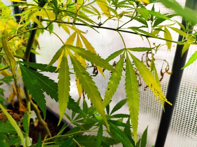 Greenhouse Summer Outdoor Grow 2026. Week 21