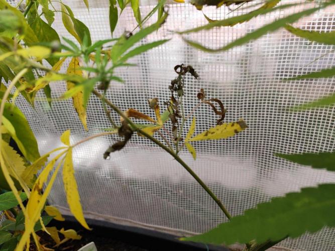 Greenhouse Summer Outdoor Grow 2026. Week 21