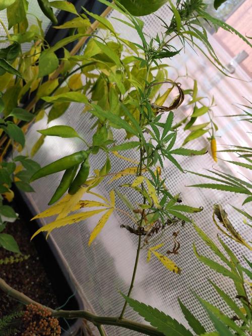 Greenhouse Summer Outdoor Grow 2026. Week 21