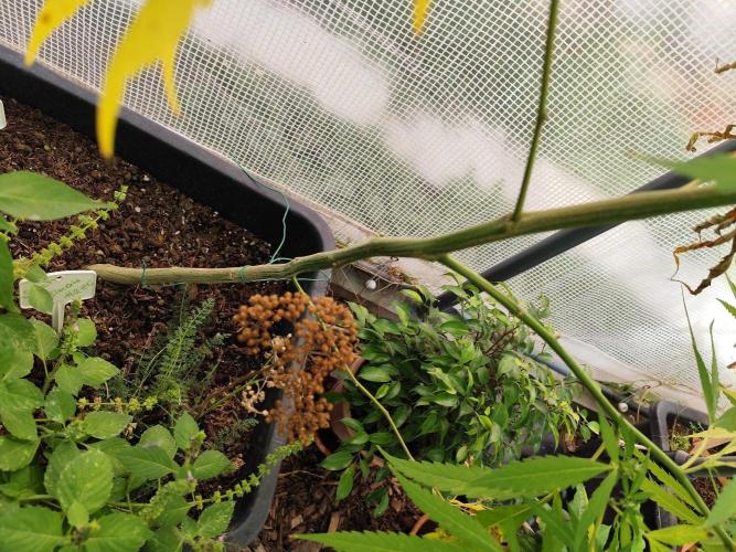 Greenhouse Summer Outdoor Grow 2026. Week 21
