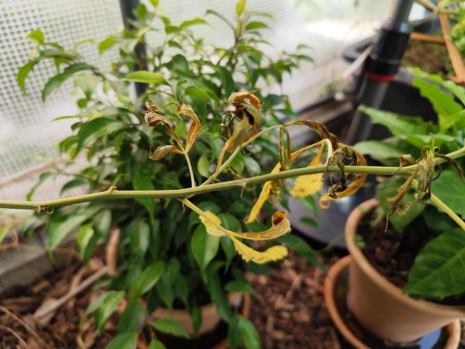 Greenhouse Summer Outdoor Grow 2026. Week 21