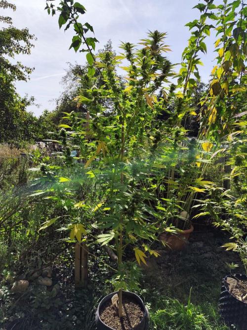 Greenhouse Summer Outdoor Grow 2026. Week 21 - Mimosa x Orange Punch