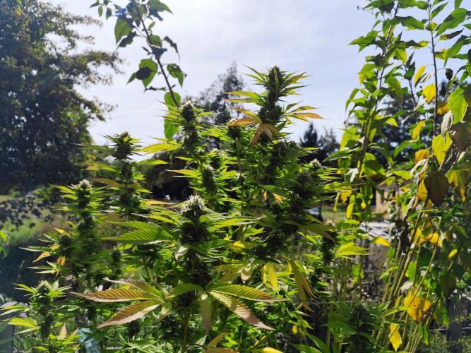 Greenhouse Summer Outdoor Grow 2026. Week 21