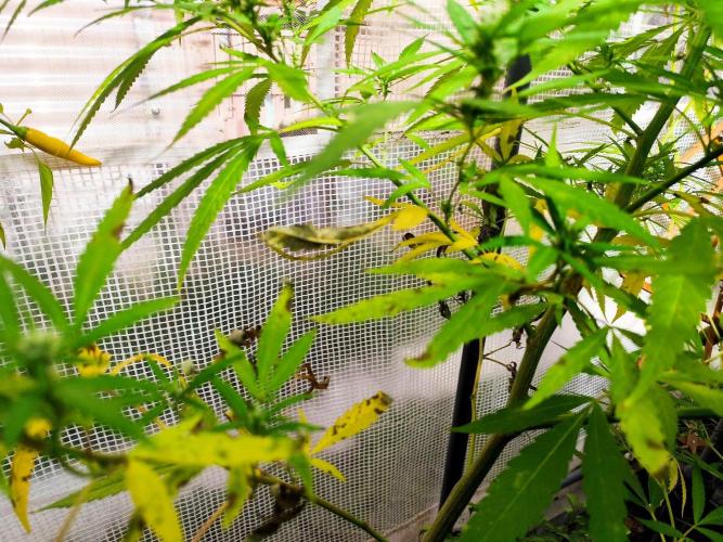 Greenhouse Summer Outdoor Grow 2026. Week 21