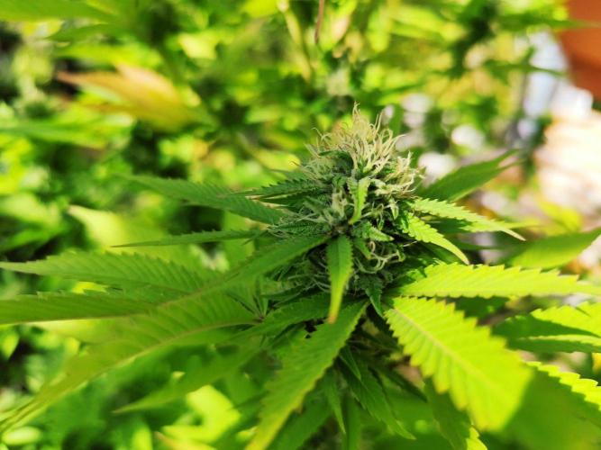 Greenhouse Summer Outdoor Grow 2026. Week 21