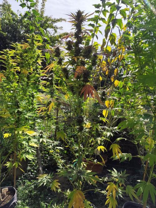 Greenhouse Summer Outdoor Grow 2026. Week 21 - Purple Lemonade