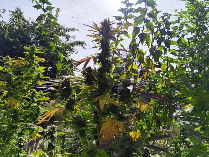Greenhouse Summer Outdoor Grow 2026. Week 21