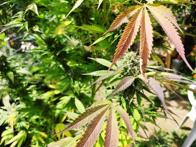 Greenhouse Summer Outdoor Grow 2026. Week 21