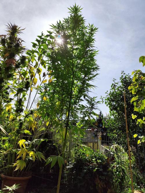 Greenhouse Summer Outdoor Grow 2026. Week 21 - Chocolat Sherbet