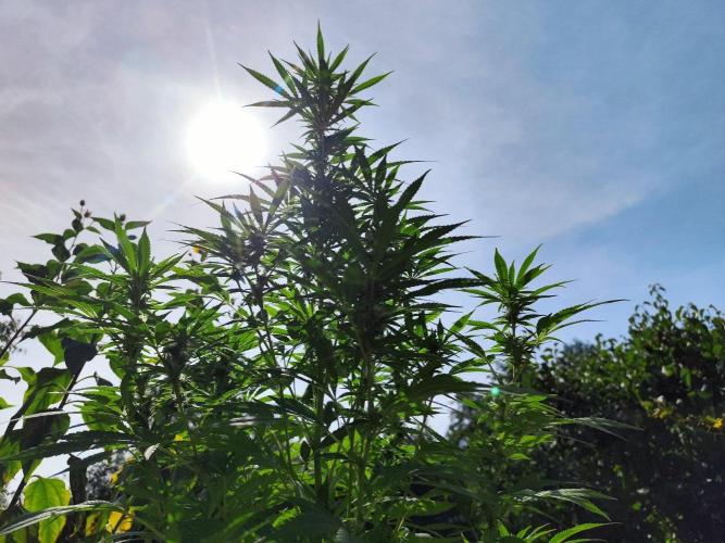 Greenhouse Summer Outdoor Grow 2026. Week 21