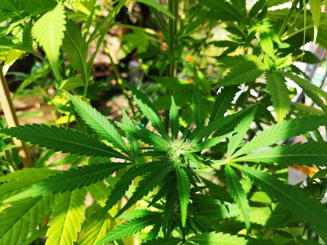 Greenhouse Summer Outdoor Grow 2026. Week 21