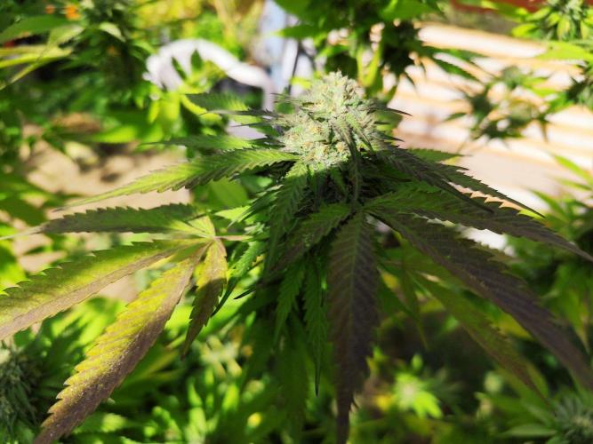 Greenhouse Summer Outdoor Grow 2026. Week 21
