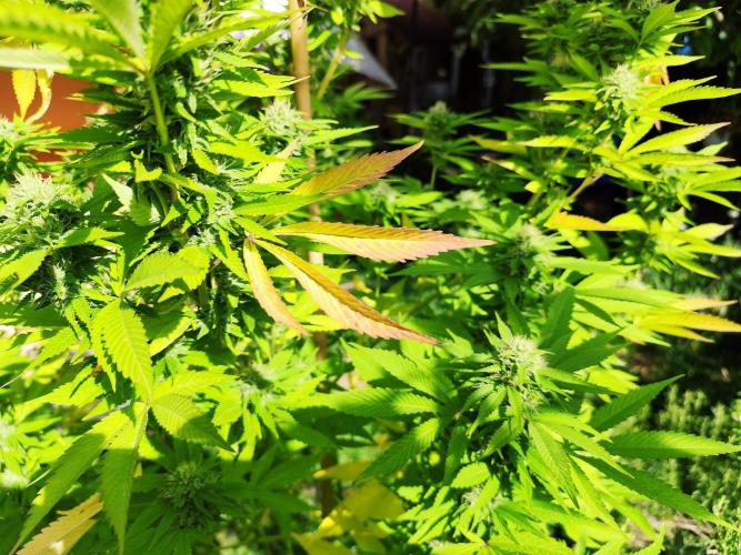 Greenhouse Summer Outdoor Grow 2026. Week 21