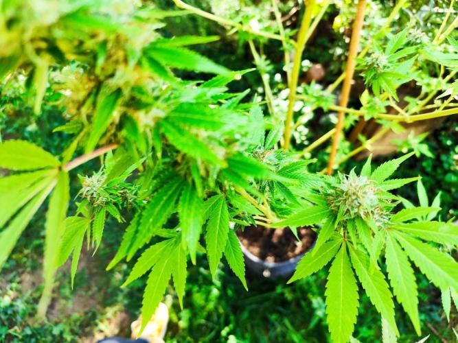 Greenhouse Summer Outdoor Grow 2026. Week 23
