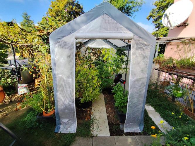 Greenhouse Summer Outdoor Grow 2026. Week 23 - Tag 164